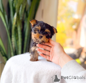 Photo №1. yorkshire terrier - à vendre en ville de Magdebourg | négocié | Annonce №172895