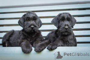 Photo №1. schnauzer géant - à vendre en ville de John o 'gruaux | négocié | Annonce №173102