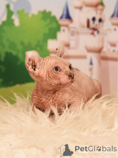 Photo №2 de l'annonce № 62365 de la vente elf - acheter à Israël de la fourrière