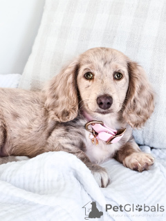 Photo №2 de l'annonce № 151270 de la vente teckel - acheter à Allemagne éleveur