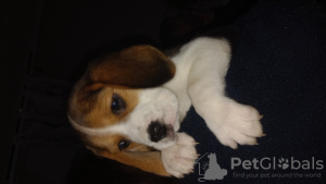 Photo №2 de l'annonce № 96088 de la vente beagle - acheter à Italie éleveur