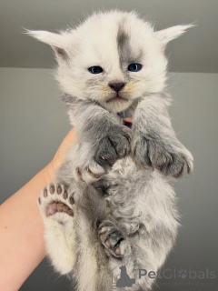 Photo №2 de l'annonce № 164230 de la vente maine coon - acheter à La finlande éleveur