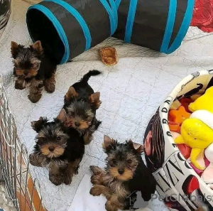 Photo №2 de l'annonce № 123115 de la vente yorkshire terrier - acheter à USA 