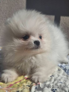 Photo №4. Je vais vendre spitz nain en ville de Nouveau jardin.  - prix - 600€