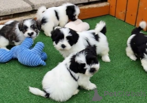 Photo №1. shih tzu - à vendre en ville de Vienne | négocié | Annonce №156906