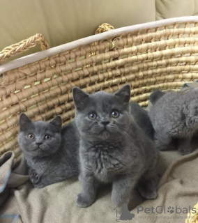 Photo №4. Je vais vendre british shorthair en ville de Londres.  - prix - Gratuit