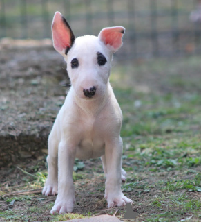 Photos supplémentaires: Chiots bull-terrier standards