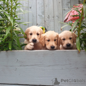 Photo №2 de l'annonce № 115948 de la vente golden retriever - acheter à Allemagne annonce privée