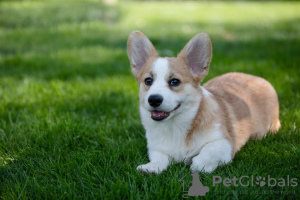 Photo №4. Je vais vendre welsh corgi en ville de Genève. annonce privée, éleveur - prix - 1500€