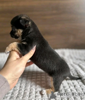 Photo №4. Je vais vendre chihuahua en ville de Chicago. éleveur - prix - 372€