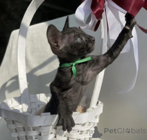 Photo №1. cornish rex - à vendre en ville de Baden-Baden | 350€ | Annonce № 177737