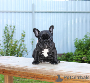 Photo №3. Chiot bouledogue français, femelle classe exposition FCI. Fédération de Russie