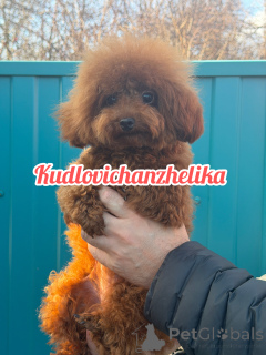 Photo №4. Je vais vendre caniche (nain) en ville de Krasnodar.  - prix - 2587€