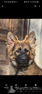 Photos supplémentaires: Chiots de ligne de travail de berger allemand à poils longs