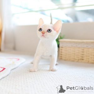 Photo №3. Llovely Devon Rex Kitten. La Grande-Bretagne