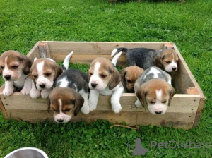Photo №1. beagle - à vendre en ville de Даббо | 300€ | Annonce №71708