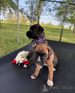 Photo №2 de l'annonce № 172215 de la vente boxer - acheter à Allemagne annonce privée
