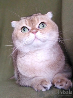 Photo №4. Je vais vendre scottish fold en ville de Москва. annonce privée - prix - Gratuit