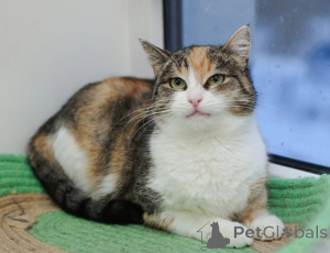 Photo №2 de l'annonce № 147636 de la vente  - acheter à Fédération de Russie annonce privée