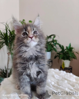 Photo №1. maine coon - à vendre en ville de Cendre | négocié | Annonce № 166216