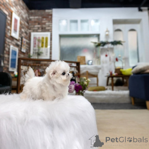 Photo №2 de l'annonce № 176327 de la vente bichon maltais - acheter à Belgique éleveur