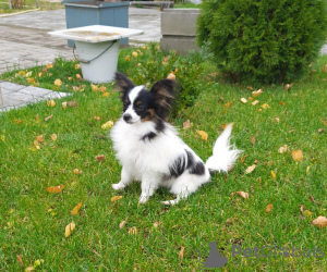 Photo №3. Papillon, chienne de race. Biélorussie