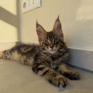 Photo №4. Je vais vendre maine coon en ville de Stockholm. éleveur - prix - négocié