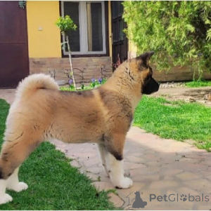 Photo №4. Je vais vendre akita américain en ville de Belgrade.  - prix - Gratuit