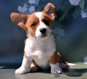 Photo №1. welsh corgi - à vendre en ville de Руза | 739€ | Annonce №54516