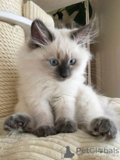 Photo №2 de l'annonce № 157696 de la vente burmese - acheter à Allemagne de l'abri, éleveur