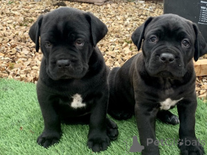 Photo №1. cane corso - à vendre en ville de Göteborg | négocié | Annonce №175071
