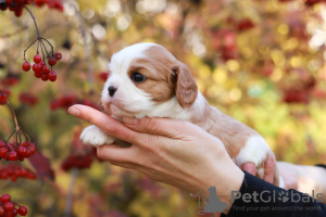 Photo №2 de l'annonce № 29814 de la vente cavalier king charles spaniel - acheter à Suisse annonce privée, de la fourrière