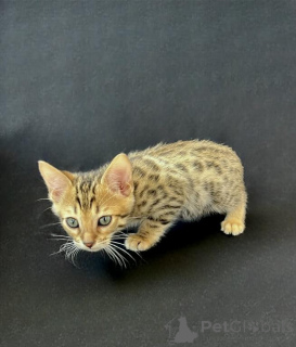 Photo №1.  - à vendre en ville de Traben-trarbach | 350€ | Annonce № 148543