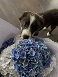 Photo №1. border collie - à vendre en ville de Prague | négocié | Annonce №178146