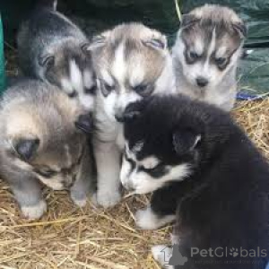 Photo №2 de l'annonce № 164699 de la vente husky de sibérie - acheter à La finlande annonce privée, éleveur