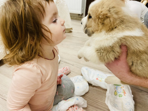 Photos supplémentaires: Chiots SAO des parents des champions