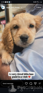 Photo №4. Je vais vendre cocker spaniel anglais en ville de Aalst. annonce privée - prix - 450€