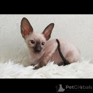 Photo №1. cornish rex - à vendre en ville de Eging sur le lac | 350€ | Annonce № 169547