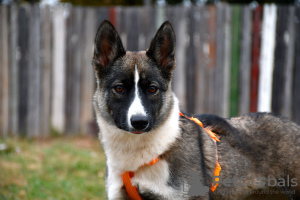 Photos supplémentaires: Bella, une chienne incroyablement gentille et charmante, cherche un foyer !