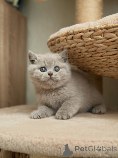 Photo №1. british shorthair - à vendre en ville de Groningen | négocié | Annonce № 177844