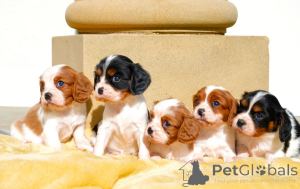 Photo №2 de l'annonce № 167376 de la vente cavalier king charles spaniel - acheter à La finlande annonce privée