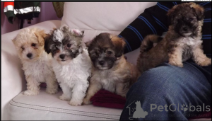 Photo №1. bolonka - à vendre en ville de Berlin | négocié | Annonce №167684