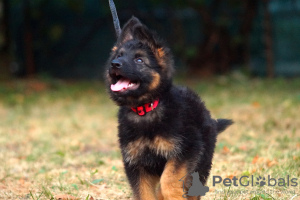 Photos supplémentaires: Chiot. Berger allemand.