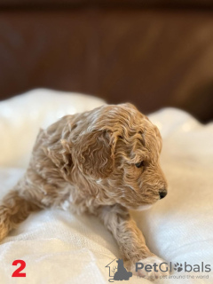 Photo №2 de l'annonce № 132841 de la vente maltipu - acheter à Allemagne 