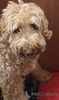 Photo №3. Chiots Goldendoodle miniatures. USA