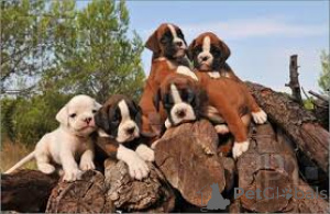 Photo №4. Je vais vendre boxer en ville de Wil.  - prix - négocié