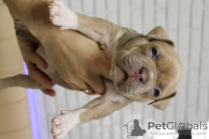 Photo №2 de l'annonce № 132370 de la vente american bully - acheter à La Moldavie de la fourrière, éleveur
