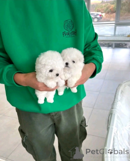 Photo №3. Bichon Frize Puppies for Rehoming. USA