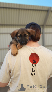 Photo №1. chien bâtard - à vendre en ville de Rivière moscou | Gratuit | Annonce №146077