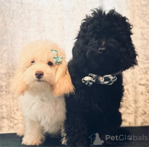 Photo №1. caniche (nain) - à vendre en ville de Hattingen | 350€ | Annonce №154604